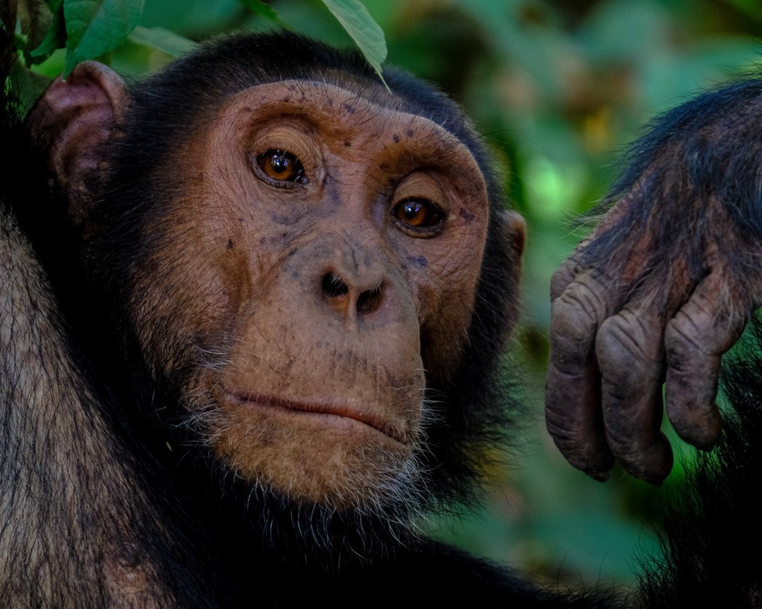 chimpanzee trek tours Tanzania