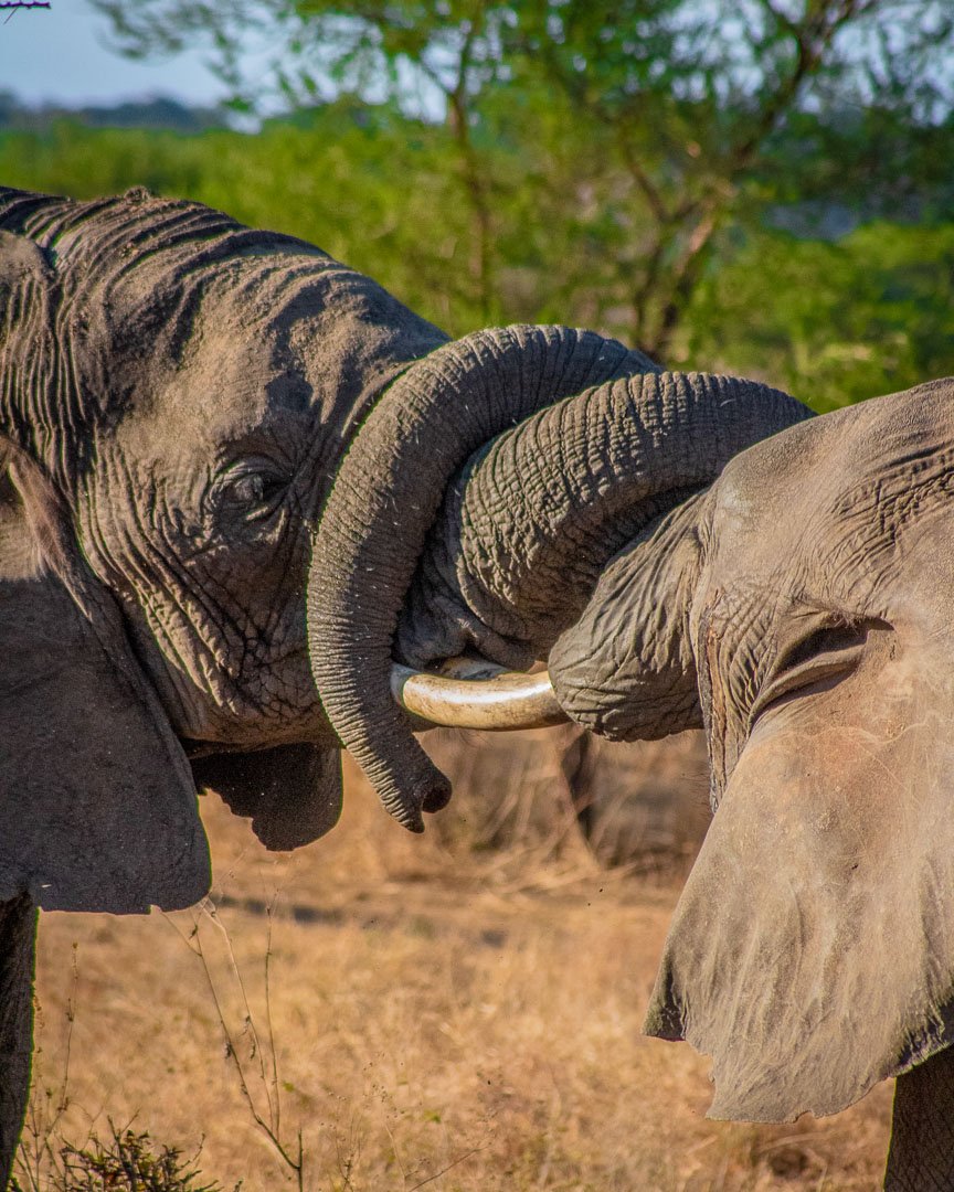 safari adventures in Tanzania 
