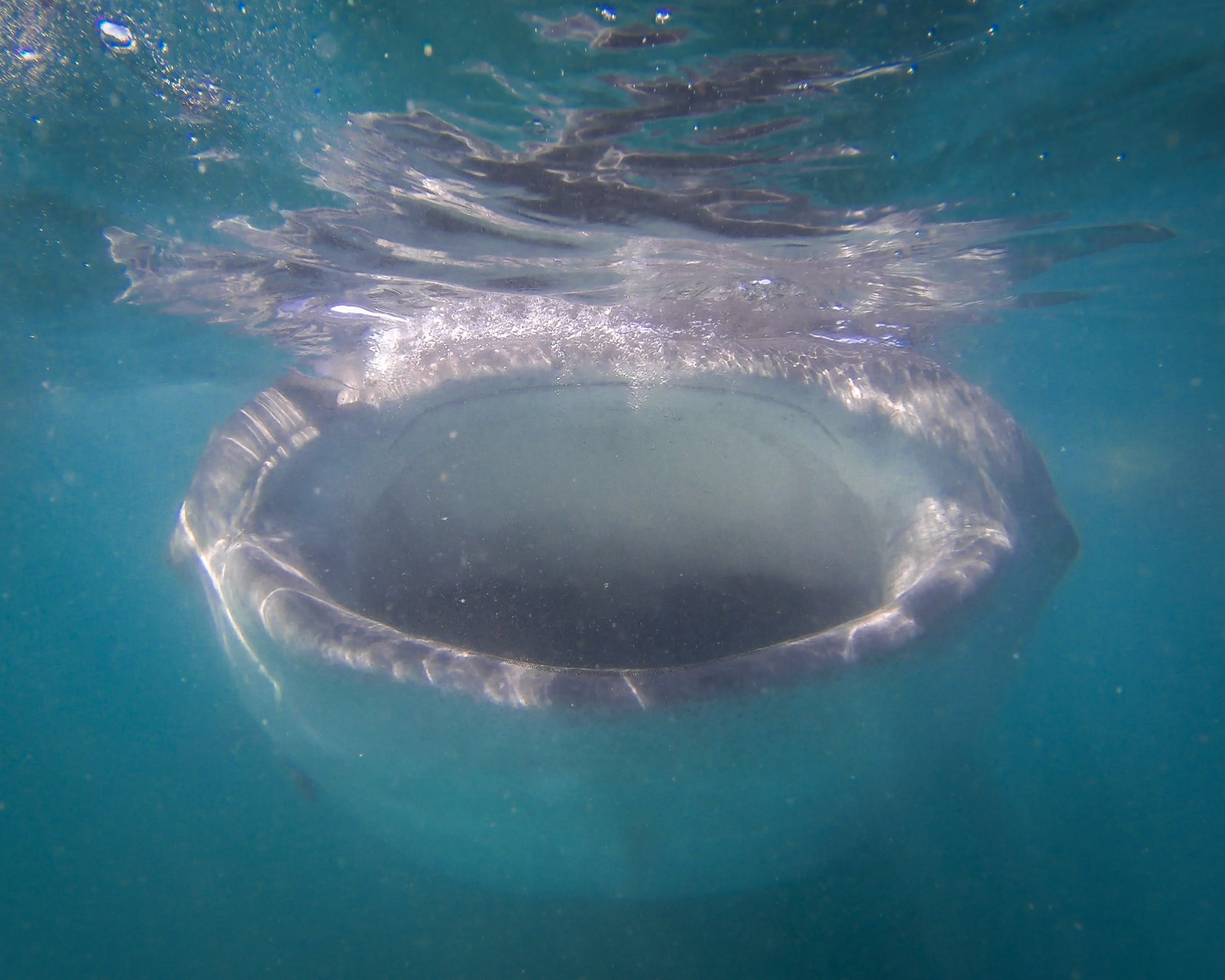 swimming with whale sharks la paz