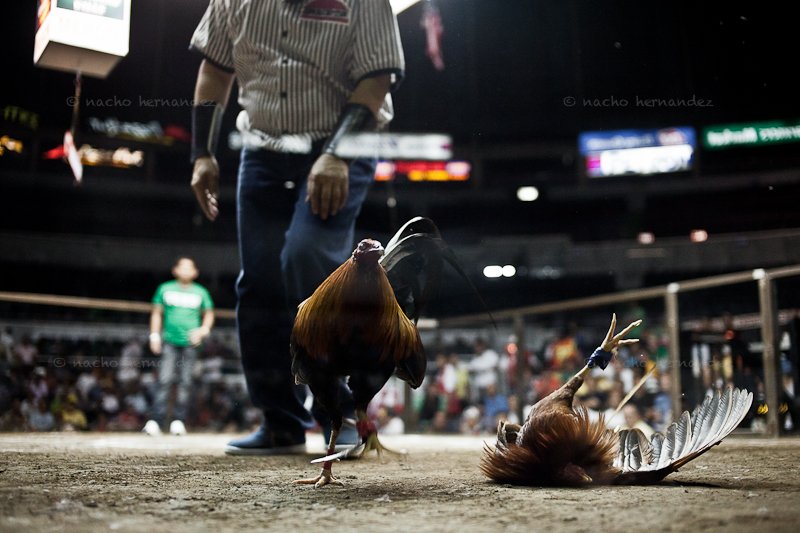 cock-fighting-in-the-philippine