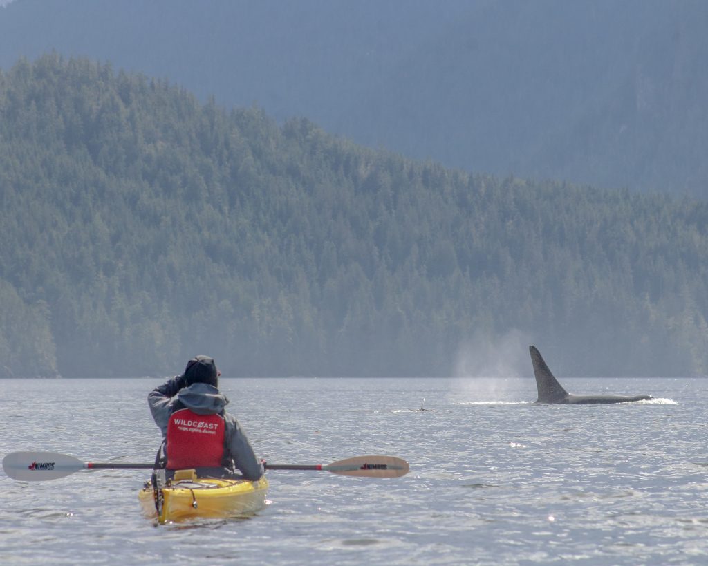 kayaking with killer whales Vancouver island