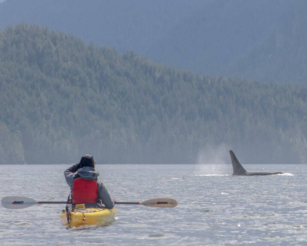 kayak with orca