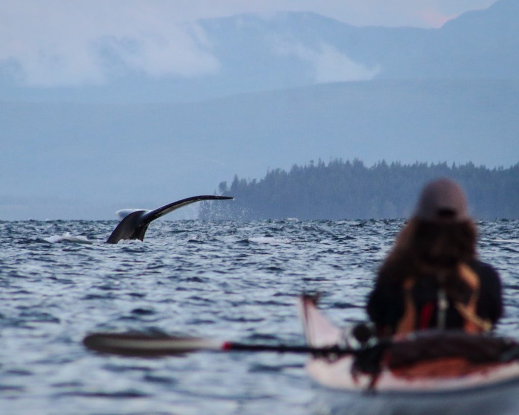 sea kayaking with humpback whale vancouver island 