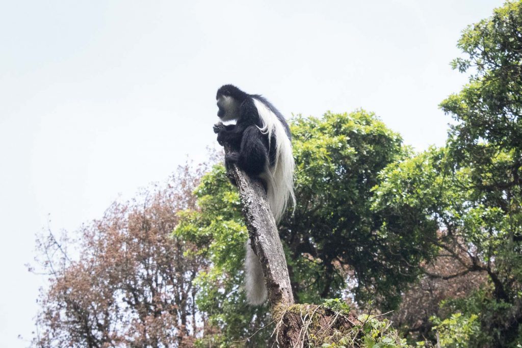 colobus monkey Kilimanjaro 