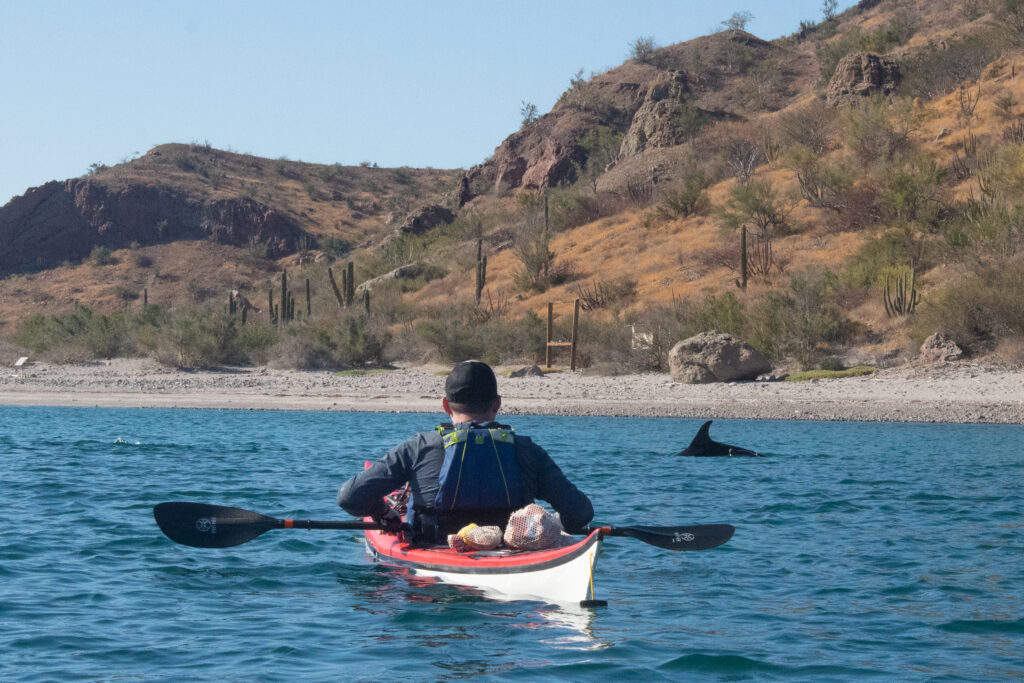 spotting a wild dolphin while camping in baja