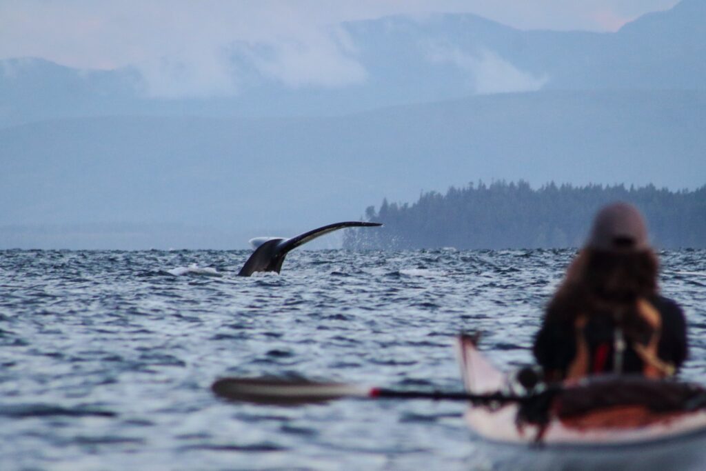 sea kayaking with humpback whales Canada