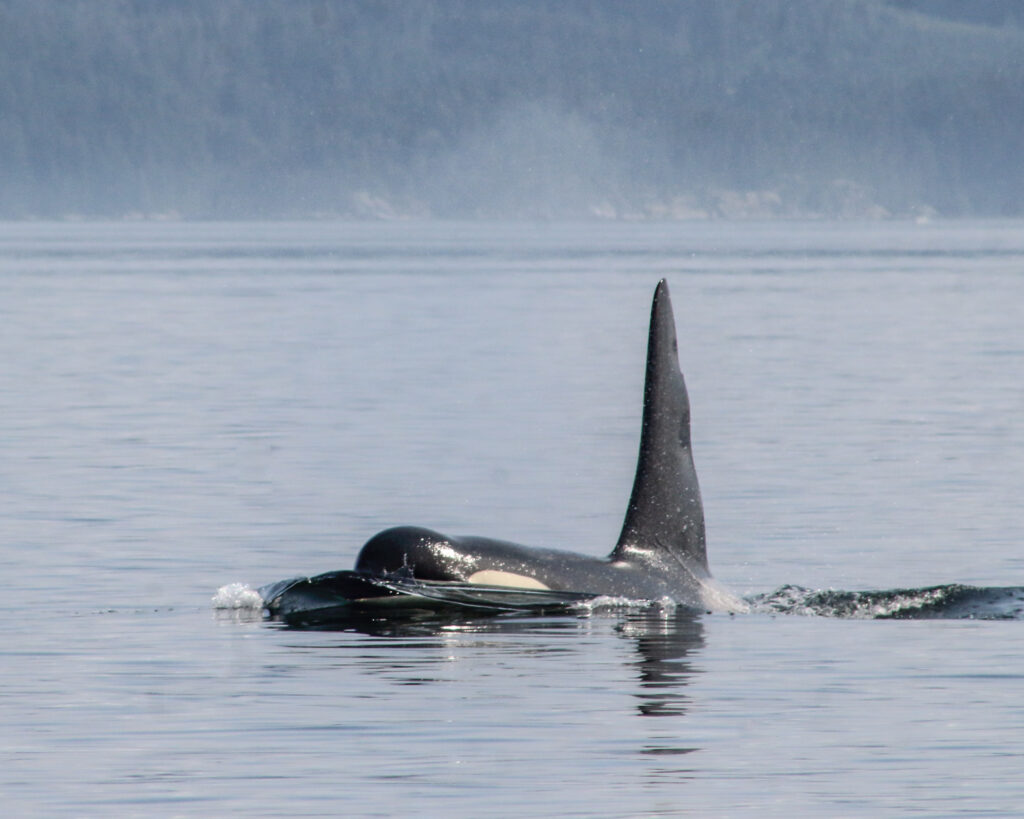 kayaking with killer whales in Canada