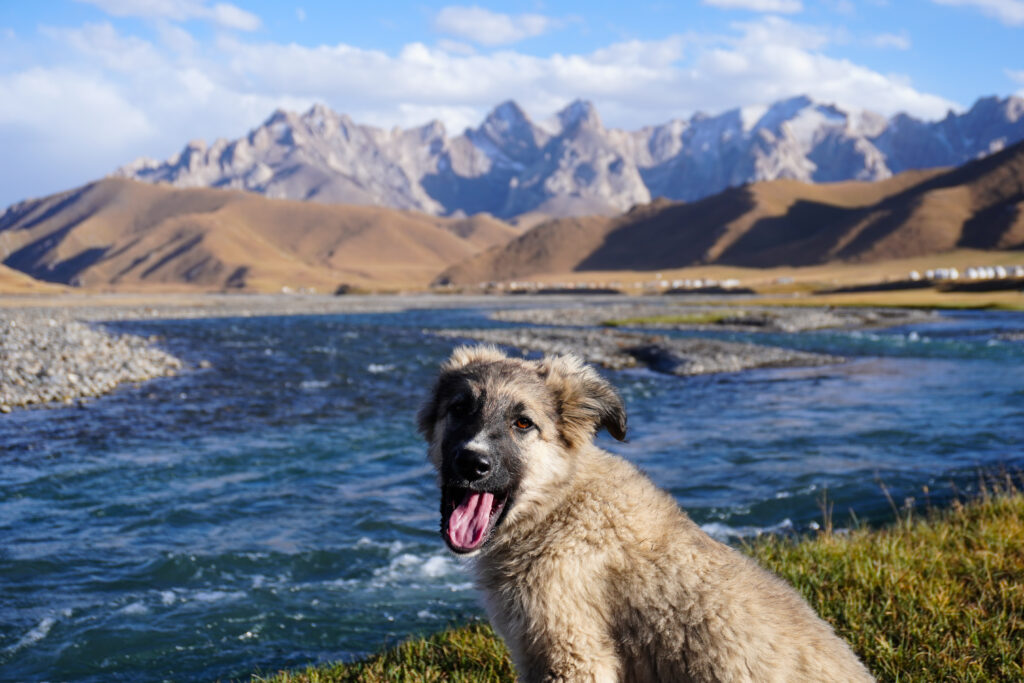 kel suu horse trekking