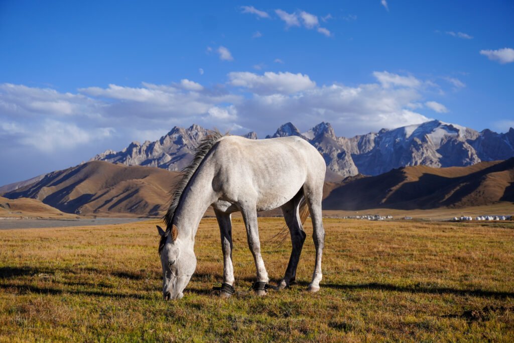 horse trek Kyrgyzstan